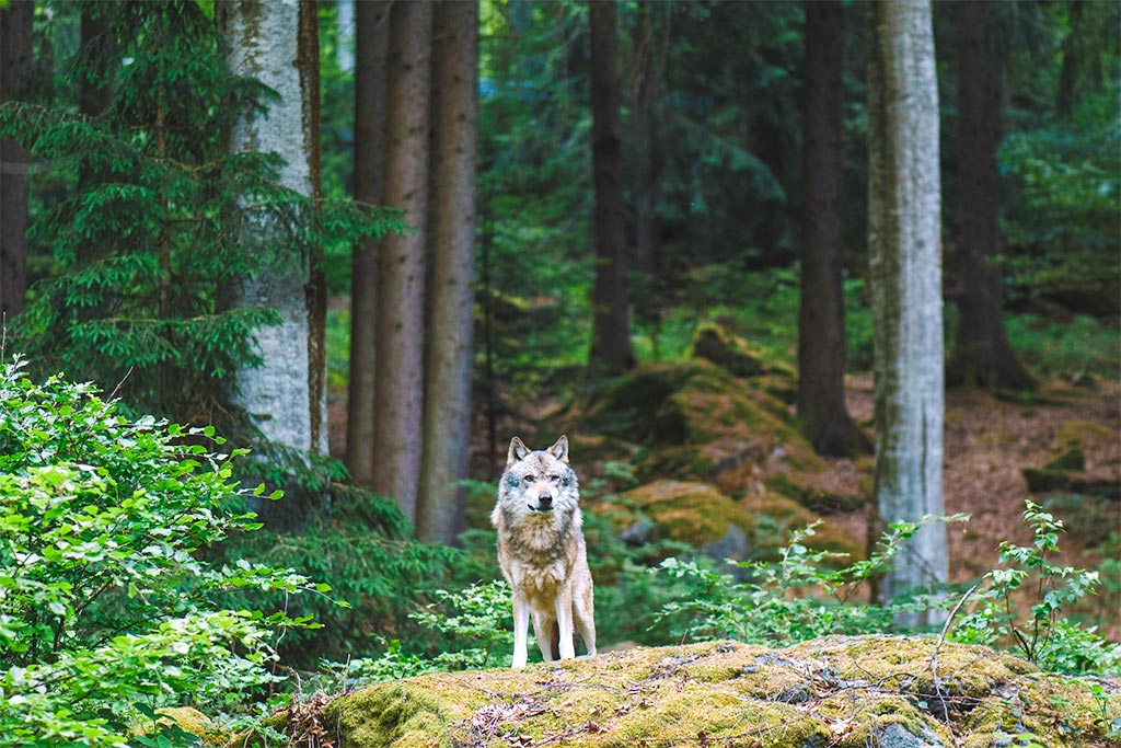 Wolf